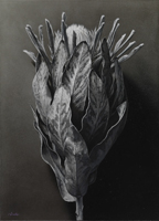 SC廣戸絵美「protea」